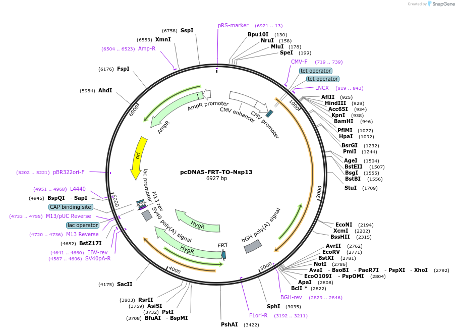 157712-plasmid-map-sequence-id-307902
