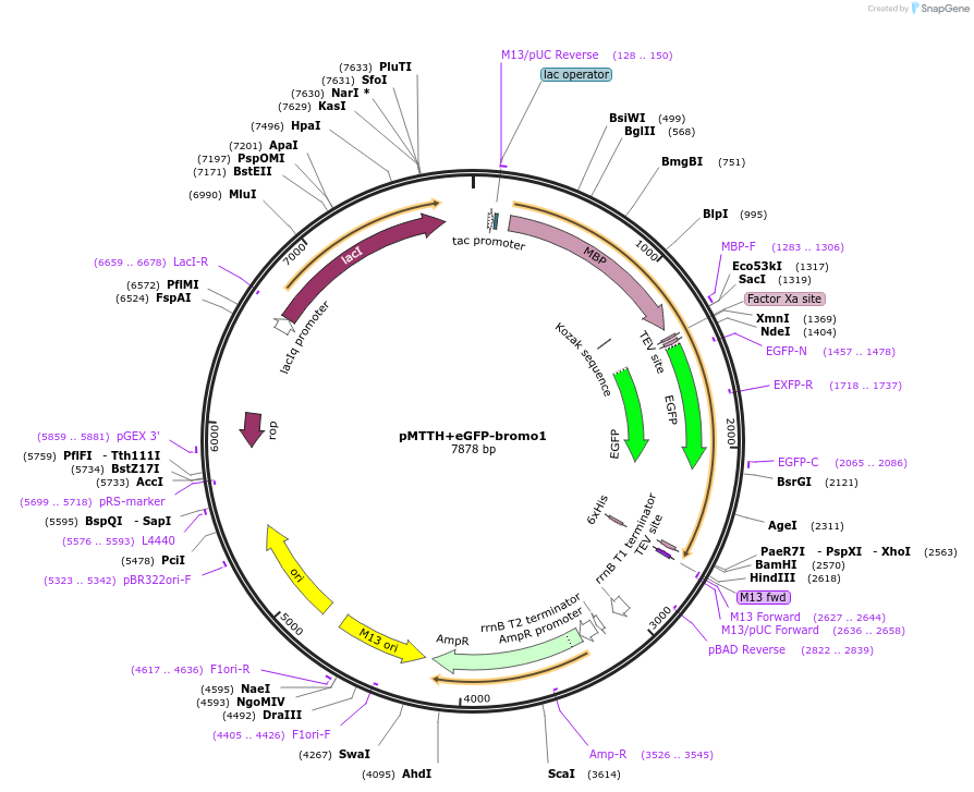 157805-plasmid-map-sequence-id-307908