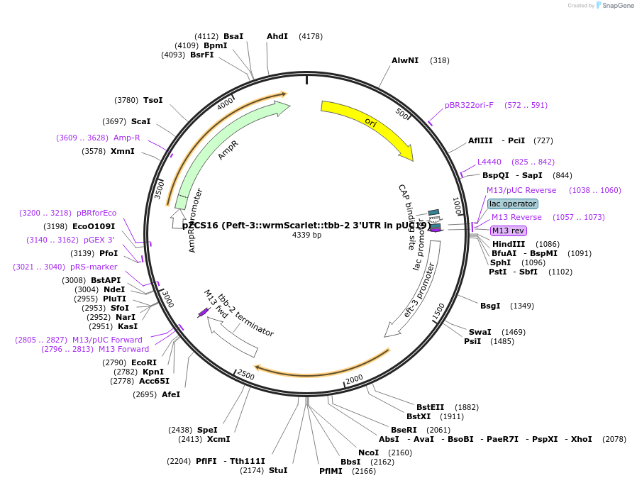 154824-plasmid-map-sequence-id-307911