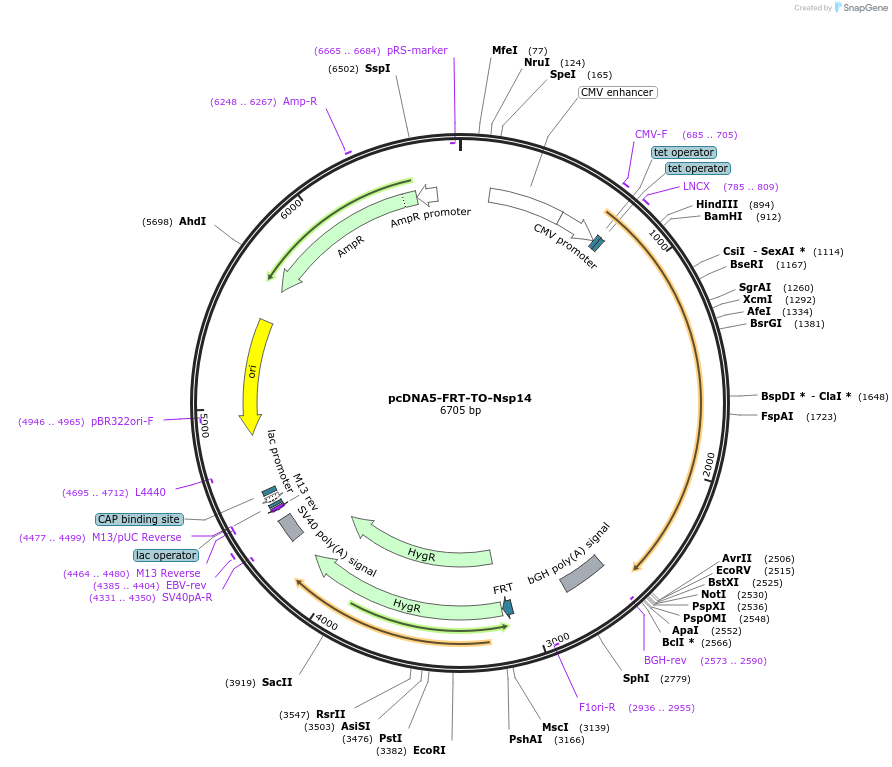 157717-plasmid-map-sequence-id-307913