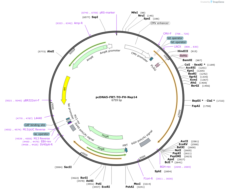 157718-plasmid-map-sequence-id-307914