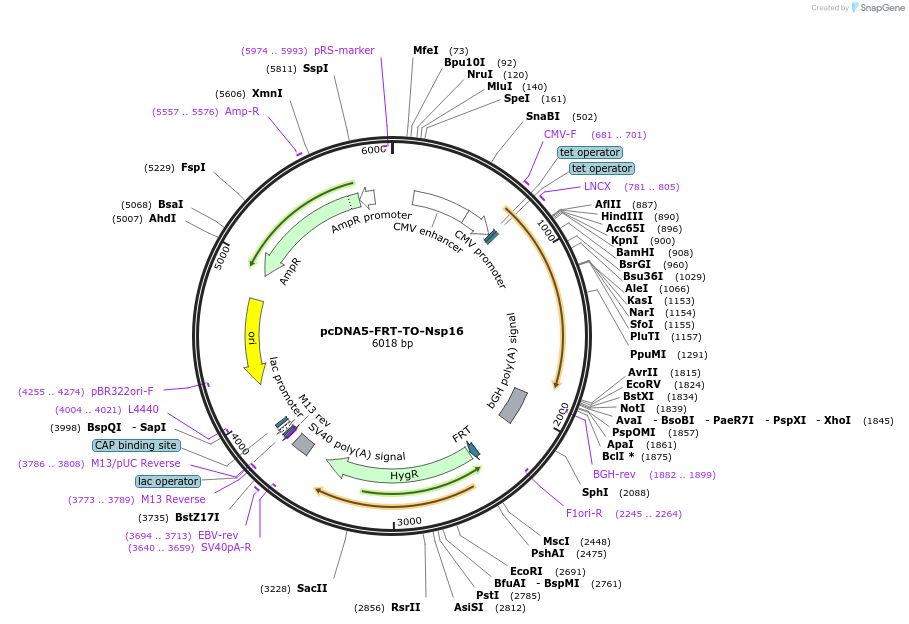 157723-plasmid-map-sequence-id-307926