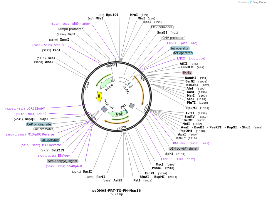 157724-plasmid-map-sequence-id-307929