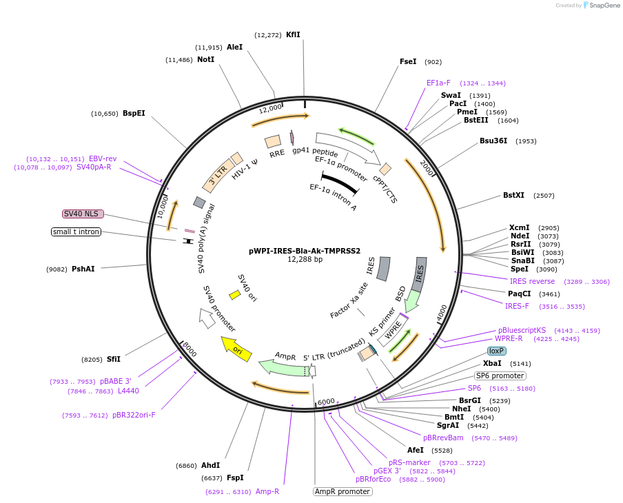 154982-plasmid-map-sequence-id-307932