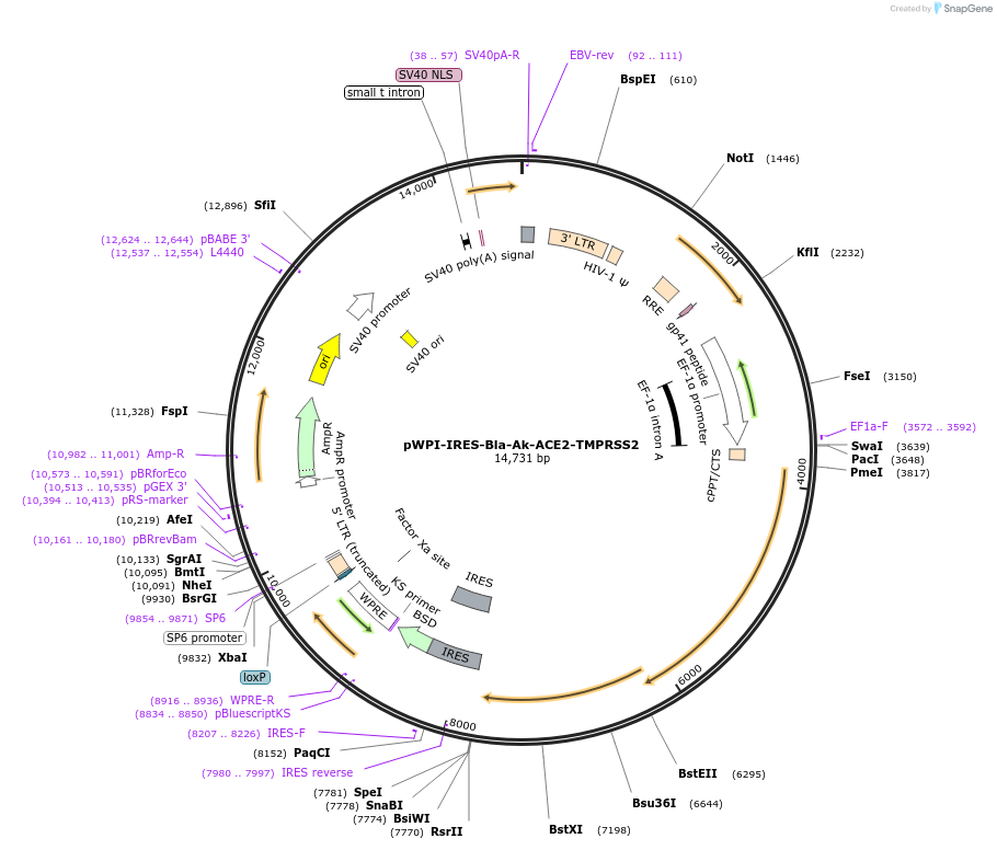 154983-plasmid-map-sequence-id-307933