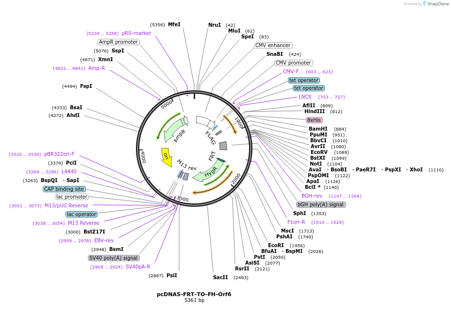 157727-plasmid-map-sequence-id-307936