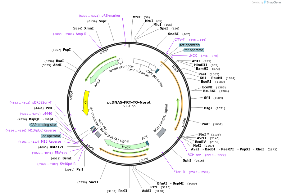 157728-plasmid-map-sequence-id-307937