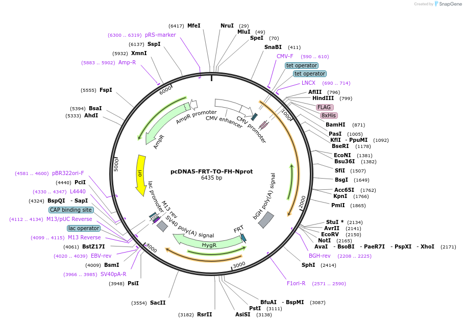 157729-plasmid-map-sequence-id-307938