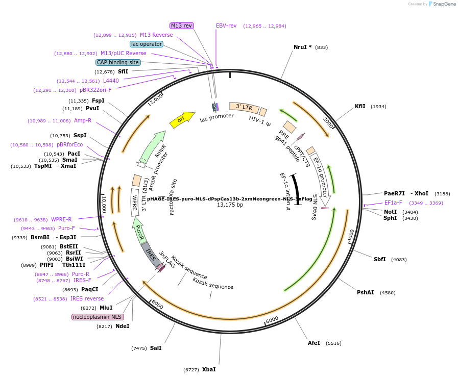 132402-plasmid-map-sequence-id-307939