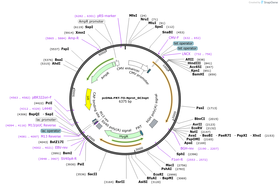 157730-plasmid-map-sequence-id-307940