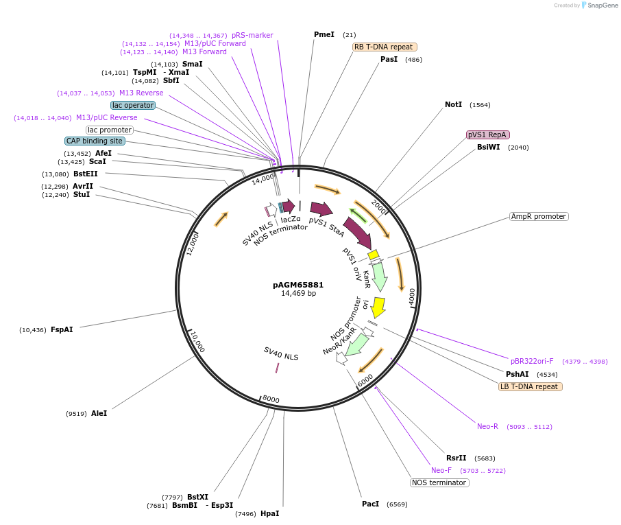 153215-plasmid-map-sequence-id-307959