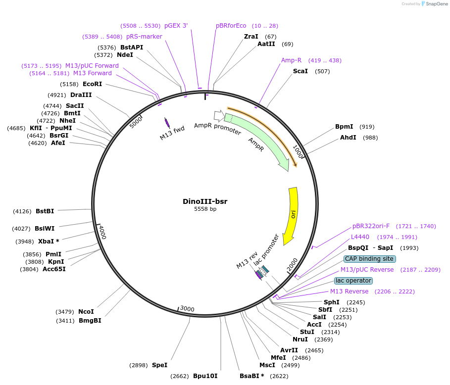 155027-plasmid-map-sequence-id-307968