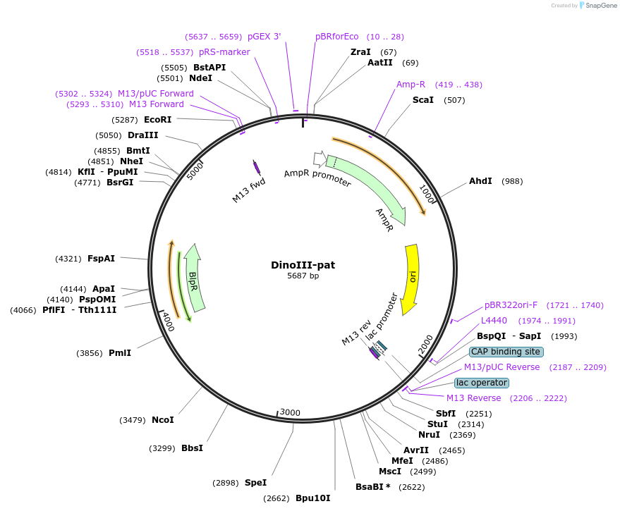 155028-plasmid-map-sequence-id-307970