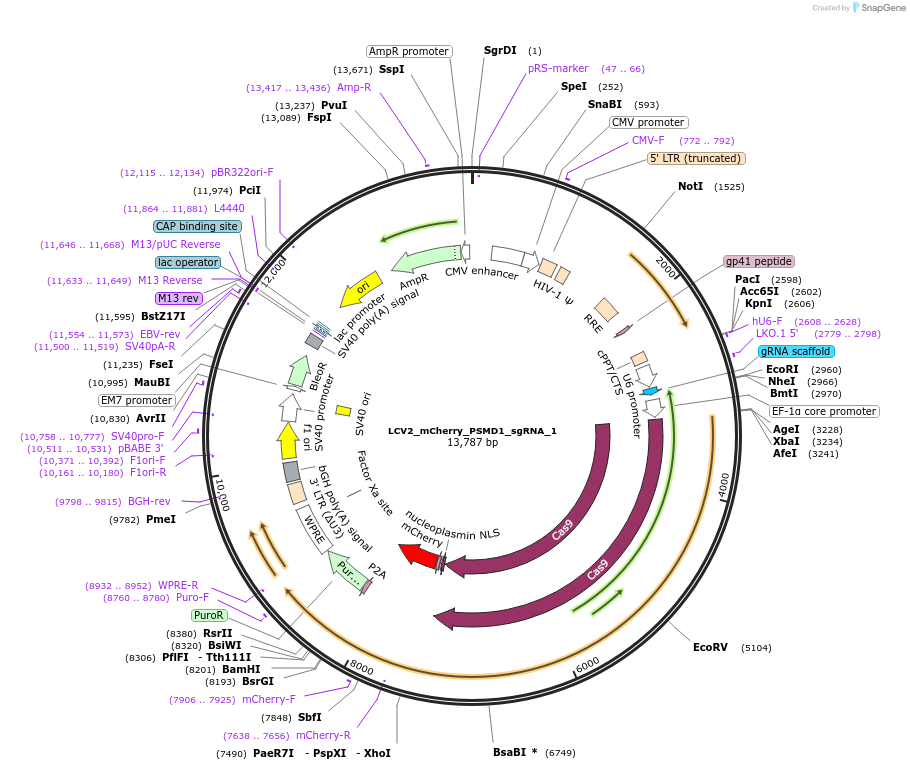 155107-plasmid-map-sequence-id-307997