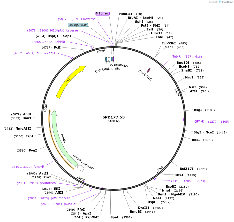 1702-plasmid-map-sequence-id-308