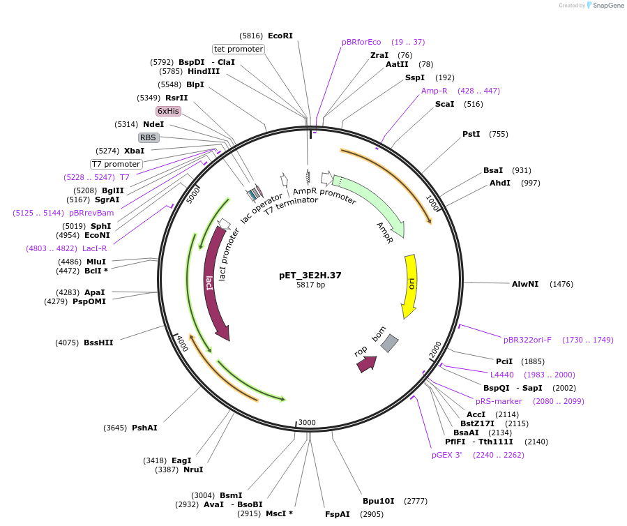 155211-plasmid-map-sequence-id-308008