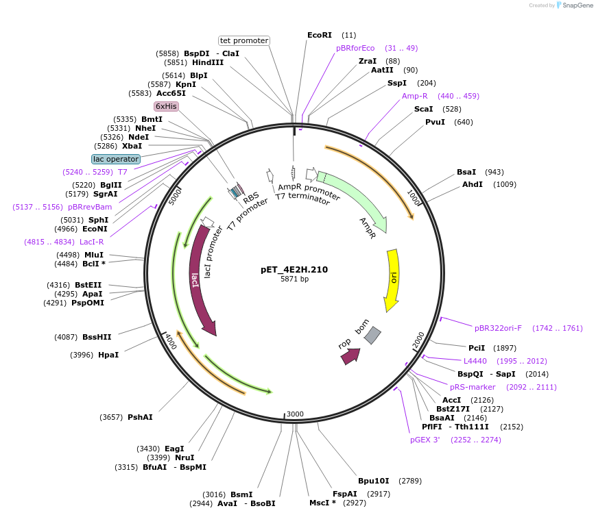 155212-plasmid-map-sequence-id-308009