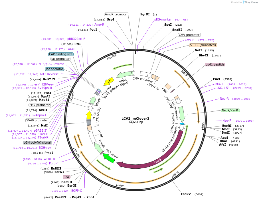 155095-plasmid-map-sequence-id-308012