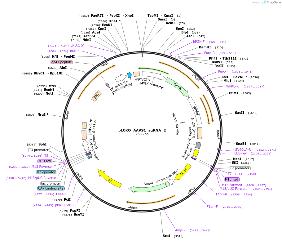 155085-plasmid-map-sequence-id-308013