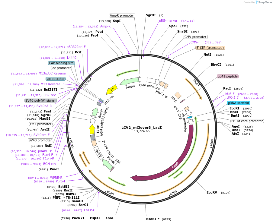 155103-plasmid-map-sequence-id-308015