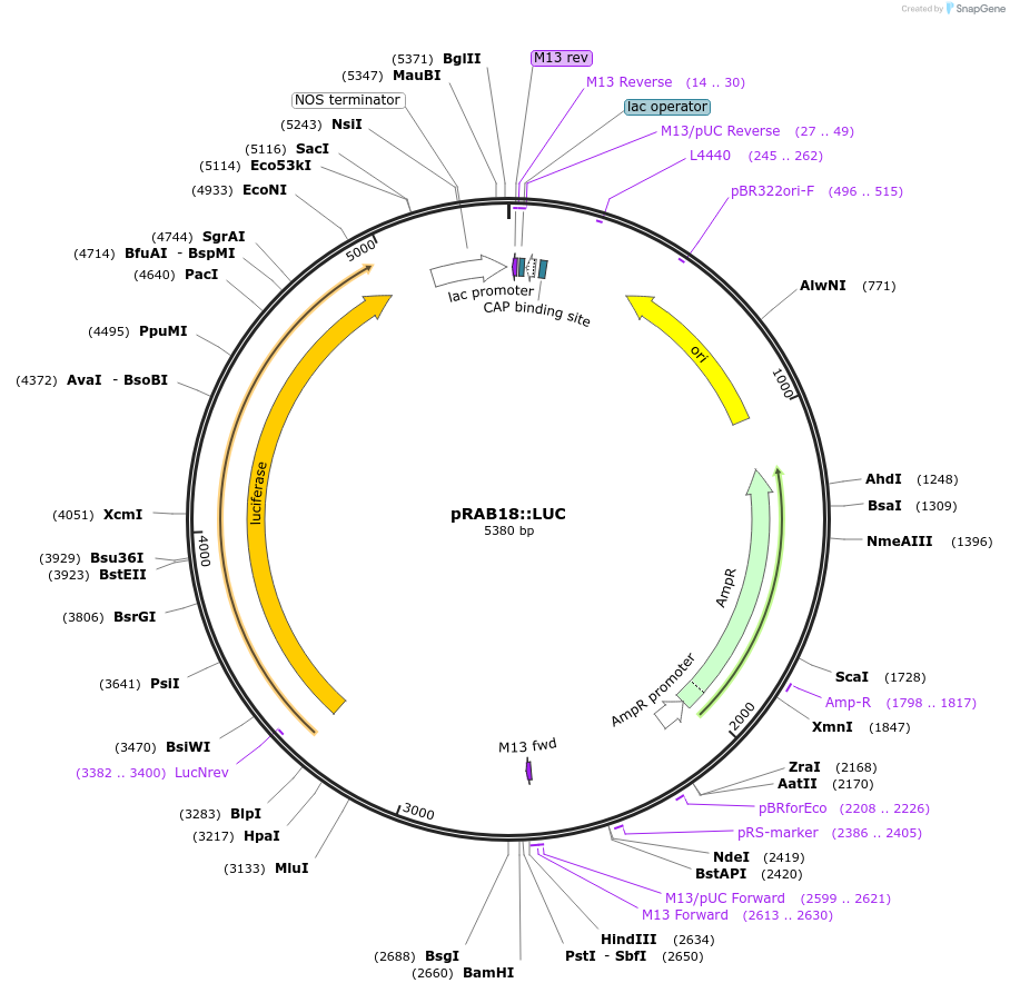 141168-plasmid-map-sequence-id-308020