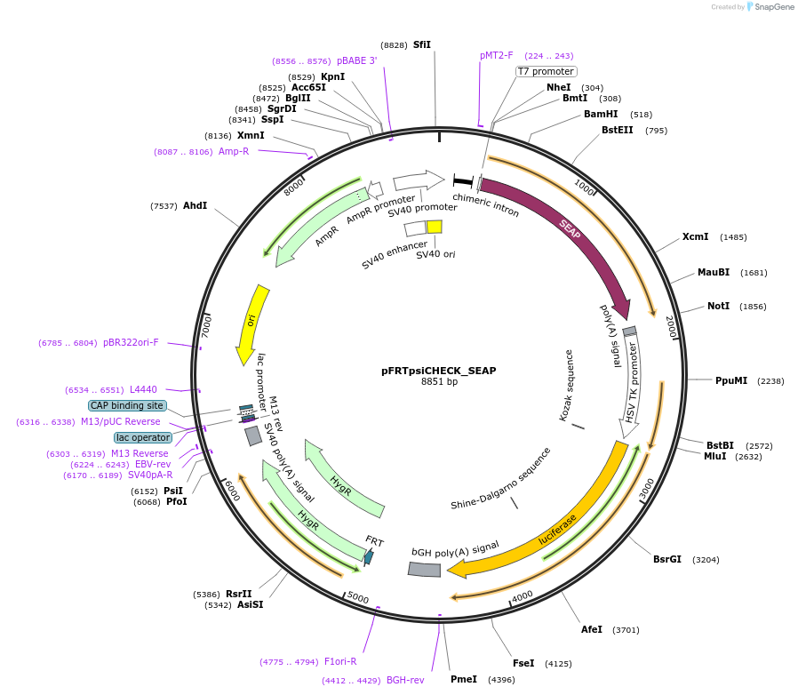154461-plasmid-map-sequence-id-308046