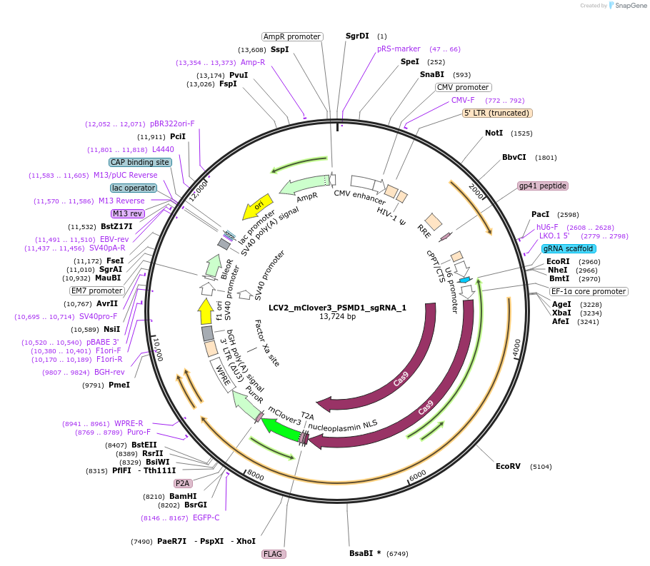 155102-plasmid-map-sequence-id-308050