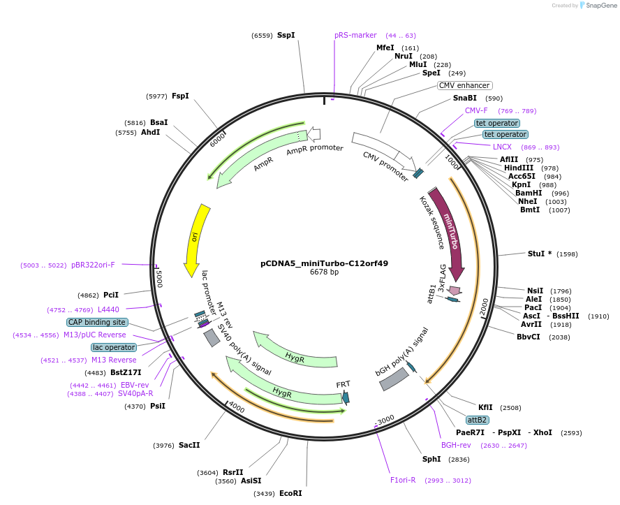 155111-plasmid-map-sequence-id-308053