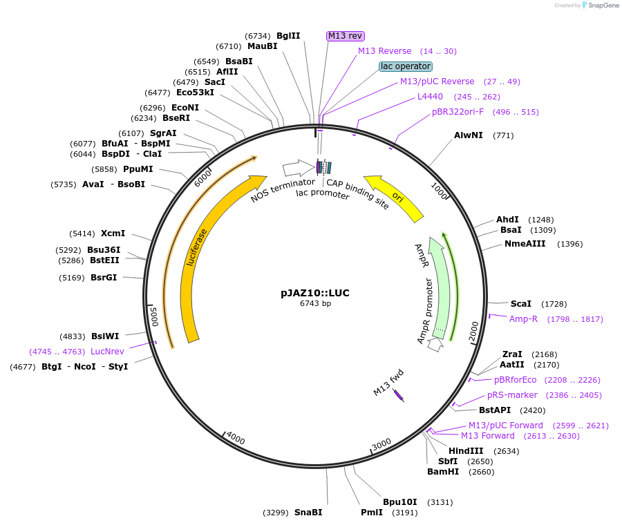 141172-plasmid-map-sequence-id-308057