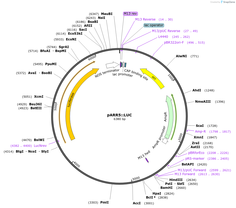 141170-plasmid-map-sequence-id-308058