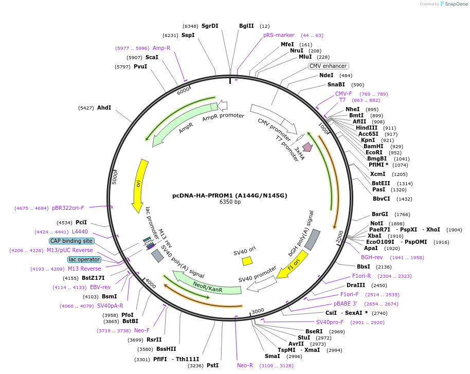154873-plasmid-map-sequence-id-308089