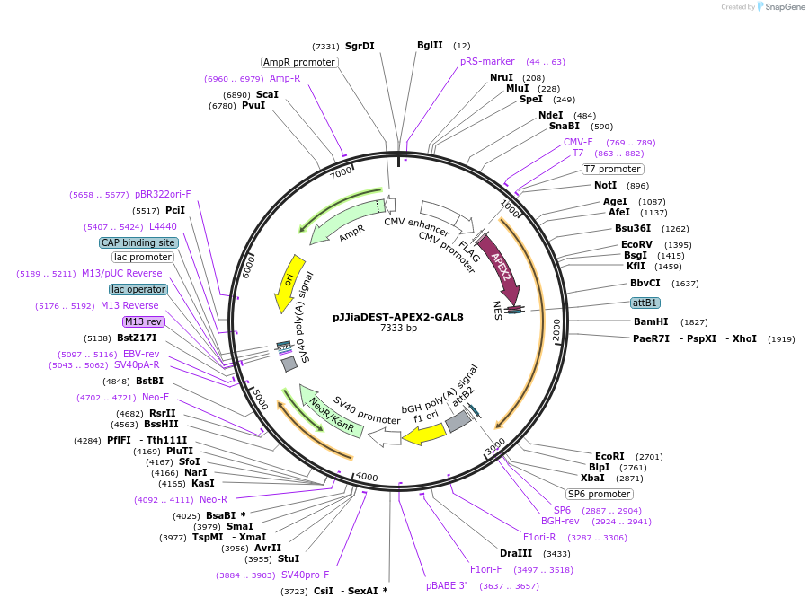 149519-plasmid-map-sequence-id-308104