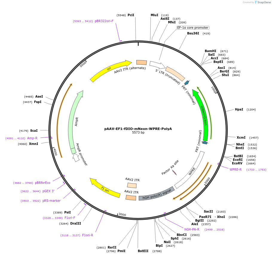 121546-plasmid-map-sequence-id-308125
