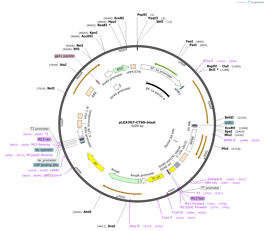 158470-plasmid-map-sequence-id-308128