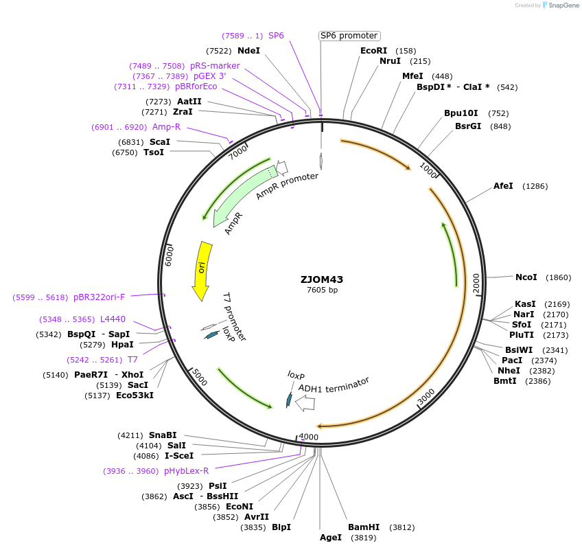 133652-plasmid-map-sequence-id-308131