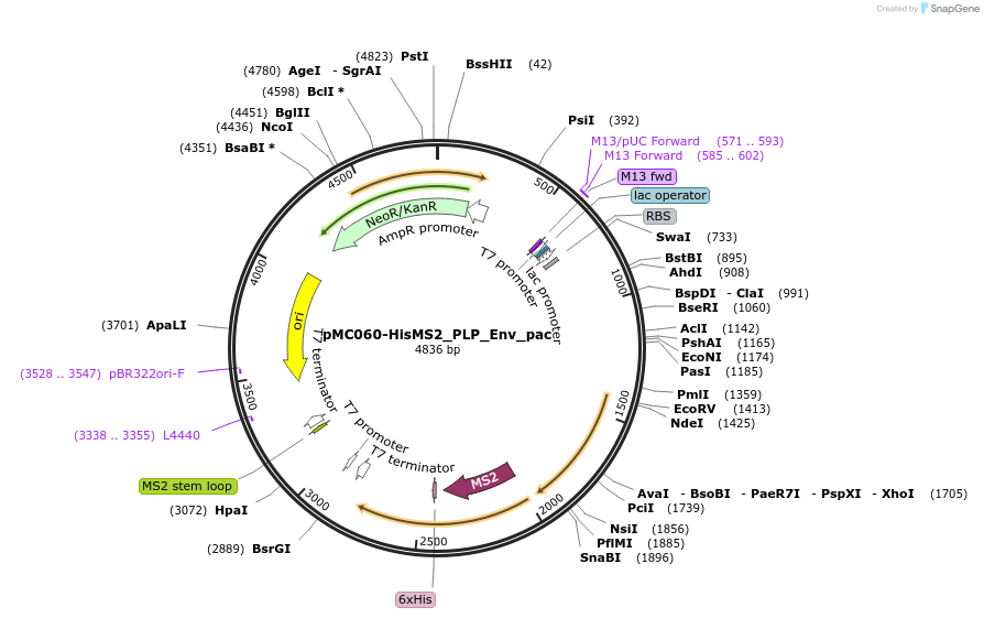 155040-plasmid-map-sequence-id-308138