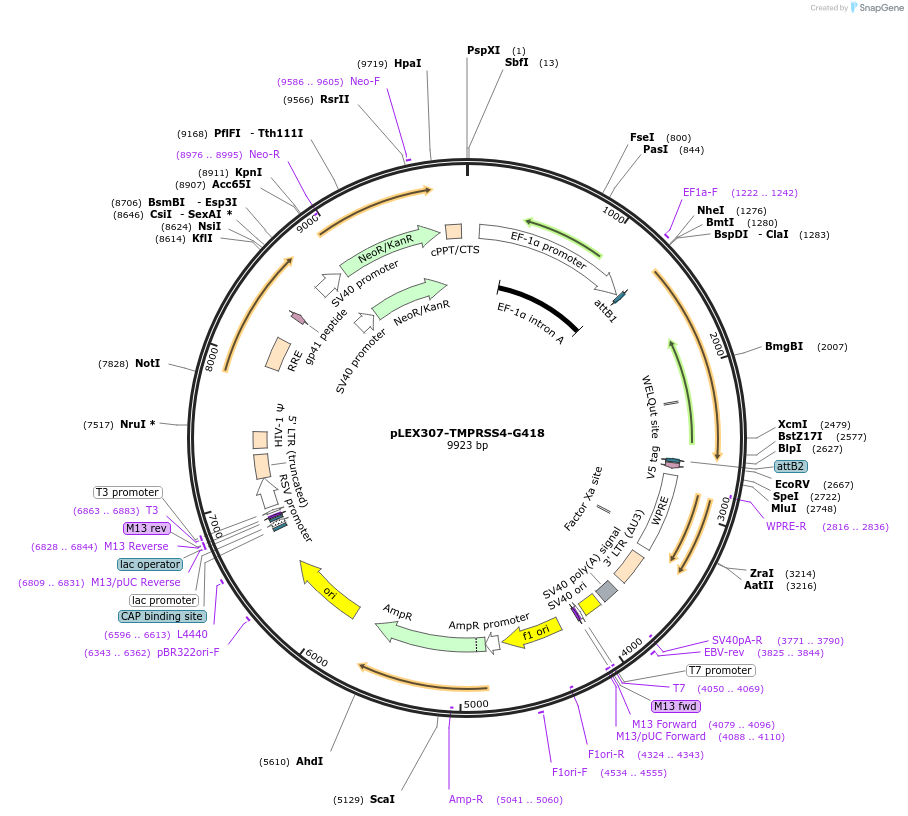 158474-plasmid-map-sequence-id-308141