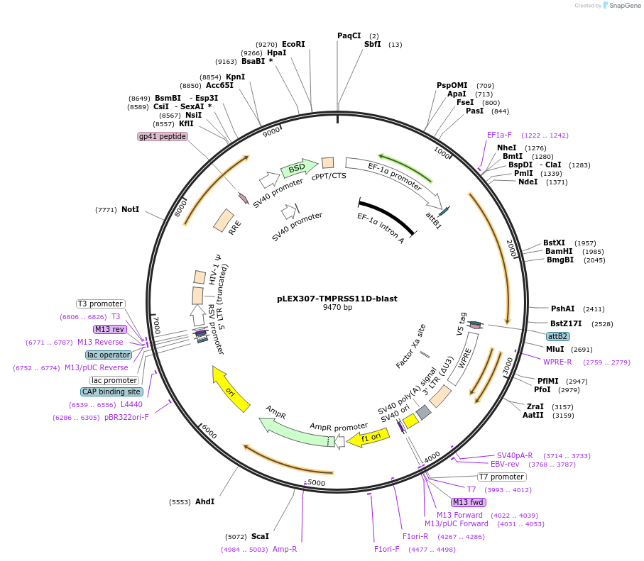 158476-plasmid-map-sequence-id-308144