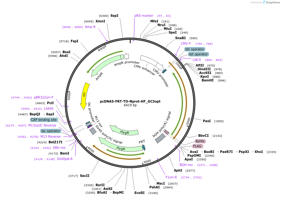 157732-plasmid-map-sequence-id-308146