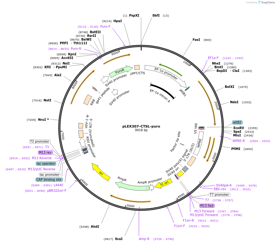 158466-plasmid-map-sequence-id-308153