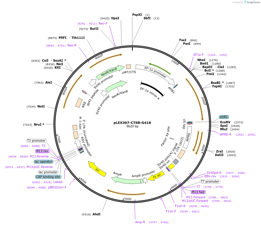 158465-plasmid-map-sequence-id-308157