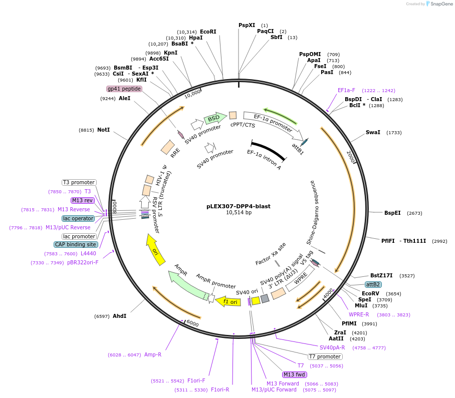 158452-plasmid-map-sequence-id-308162