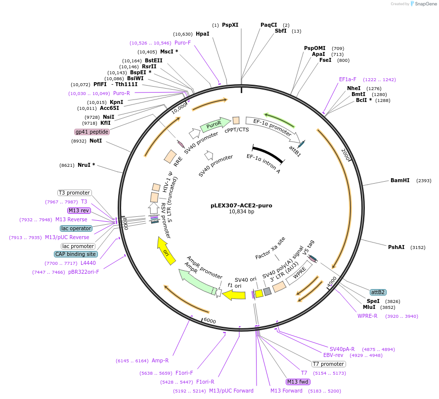 158448-plasmid-map-sequence-id-308163