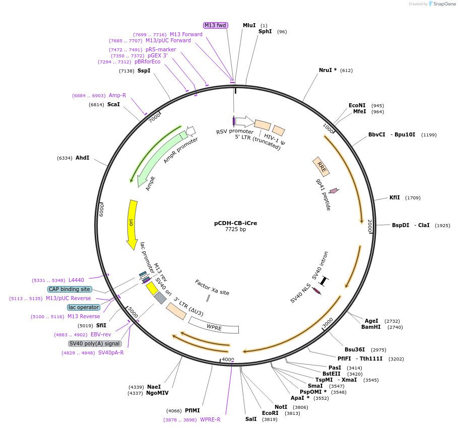 72257-plasmid-map-sequence-id-308172