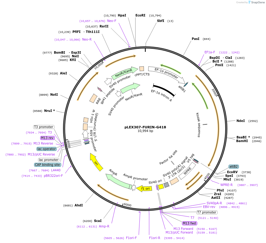 158462-plasmid-map-sequence-id-308175