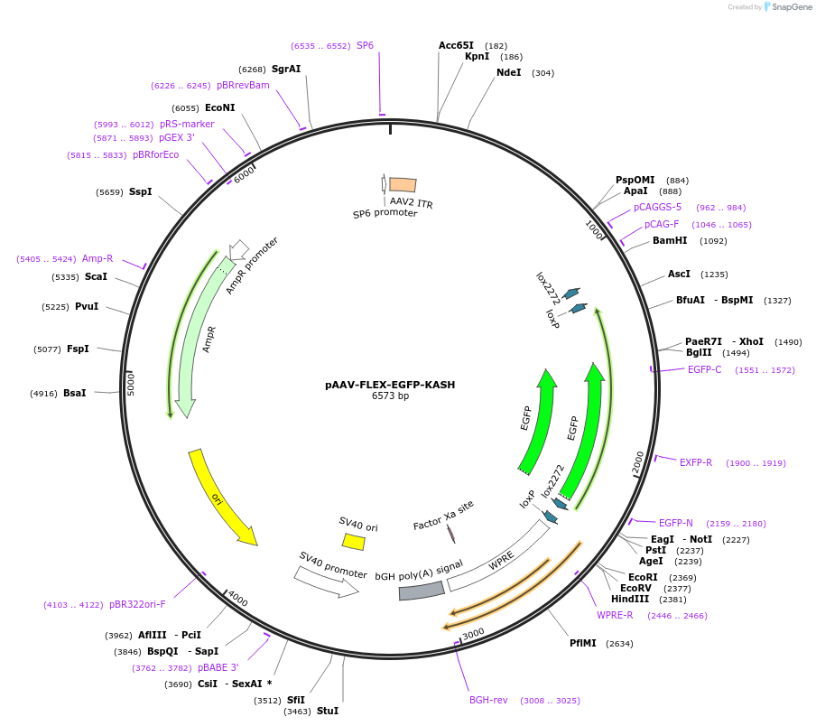 154373-plasmid-map-sequence-id-308177