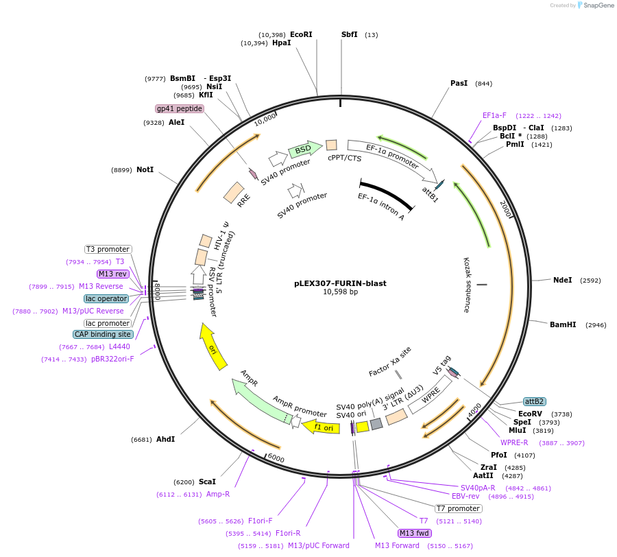 158461-plasmid-map-sequence-id-308179