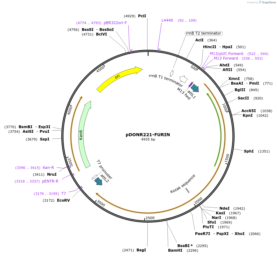 158442-plasmid-map-sequence-id-308251