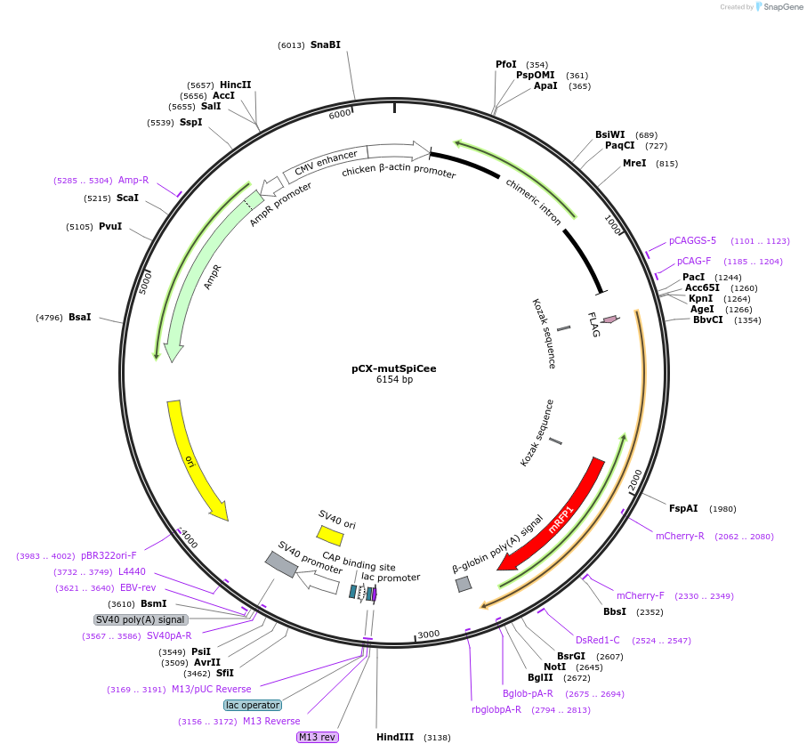 140903-plasmid-map-sequence-id-308263