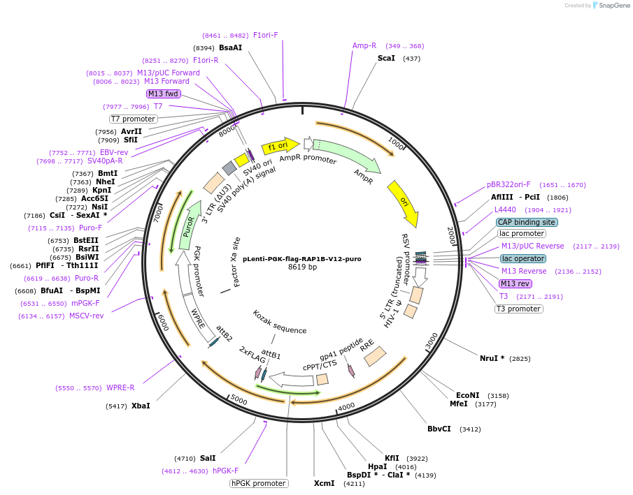 156168-plasmid-map-sequence-id-308419